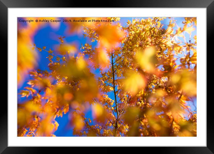 Acer  Framed Mounted Print by Ashley Cooper