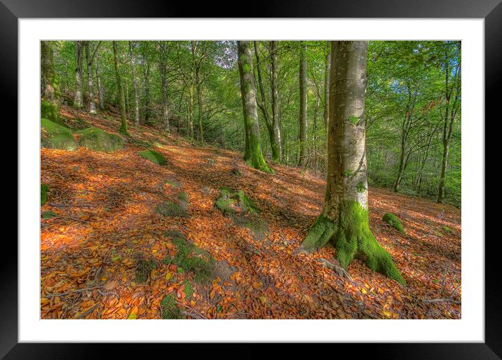 Enchanting Autumn Wonderland Framed Mounted Print by Darren Wilkes