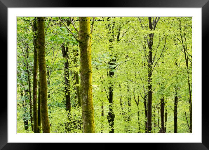 Woodland Spring. Framed Mounted Print by Ashley Cooper