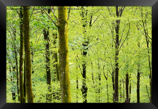 Woodland Spring. Framed Print by Ashley Cooper
