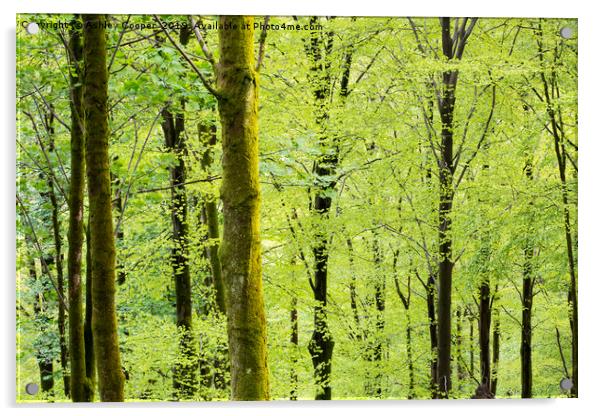 Woodland Spring. Acrylic by Ashley Cooper