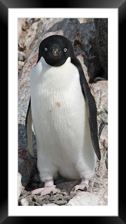 Adelie Penguin 18 Framed Mounted Print by Ruth Hallam