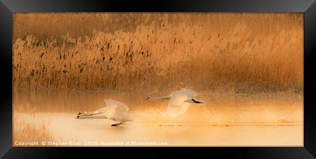 Swans landing at sunset Framed Print by Stephen Giles
