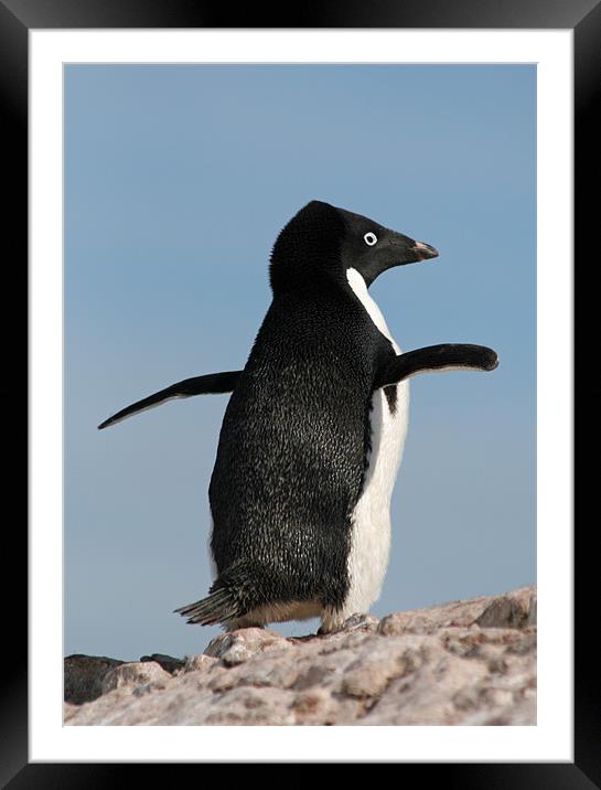 Adelie Penguin 27 Framed Mounted Print by Ruth Hallam