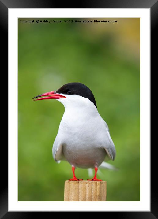 Arctic Tern. Framed Mounted Print by Ashley Cooper