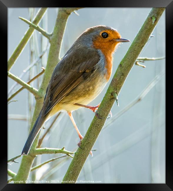 Robin in winter Framed Print by Stephen Giles