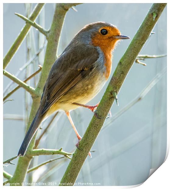 Robin in winter Print by Stephen Giles
