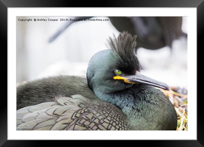 Shag. Framed Mounted Print by Ashley Cooper