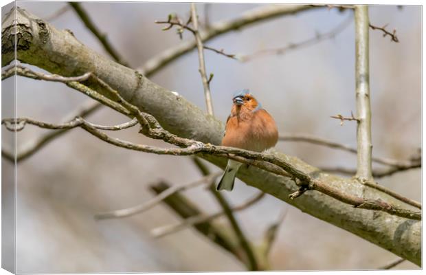 The chaffinch  Canvas Print by Darren Wilkes