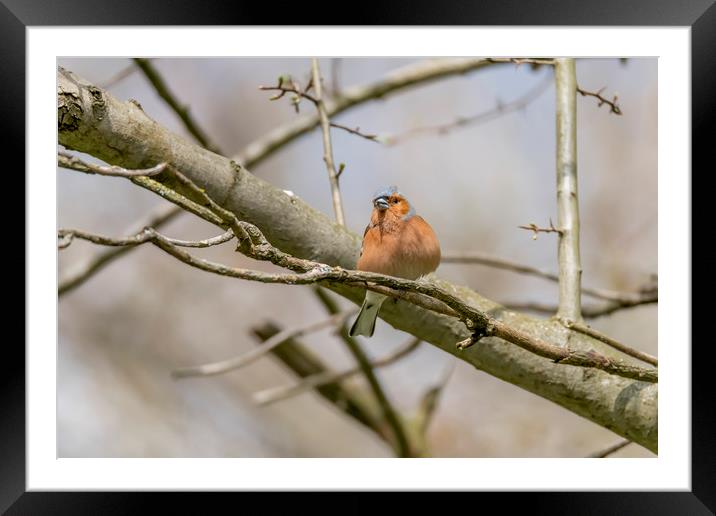 The chaffinch  Framed Mounted Print by Darren Wilkes