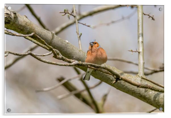 The chaffinch  Acrylic by Darren Wilkes