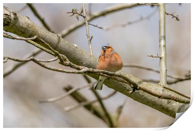 The chaffinch  Print by Darren Wilkes