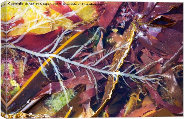 Seaweed. Canvas Print by Ashley Cooper