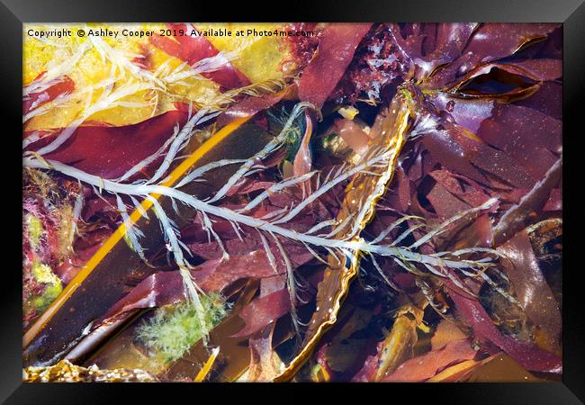 Seaweed. Framed Print by Ashley Cooper
