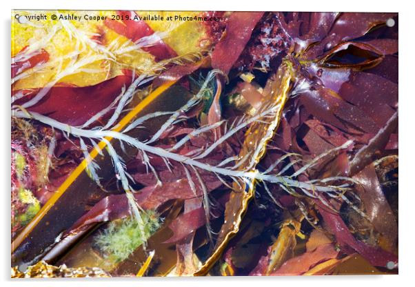 Seaweed. Acrylic by Ashley Cooper