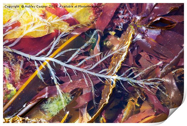 Seaweed. Print by Ashley Cooper