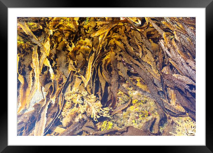 Seaweed variety. Framed Mounted Print by Ashley Cooper
