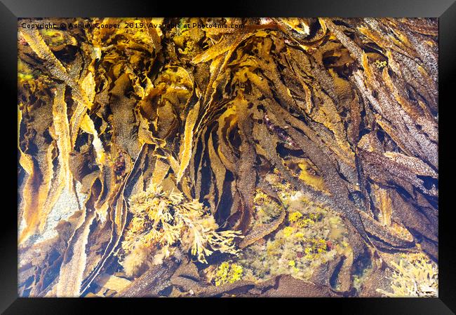 Seaweed variety. Framed Print by Ashley Cooper