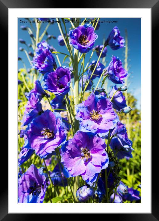 Delphinium. Framed Mounted Print by Ashley Cooper