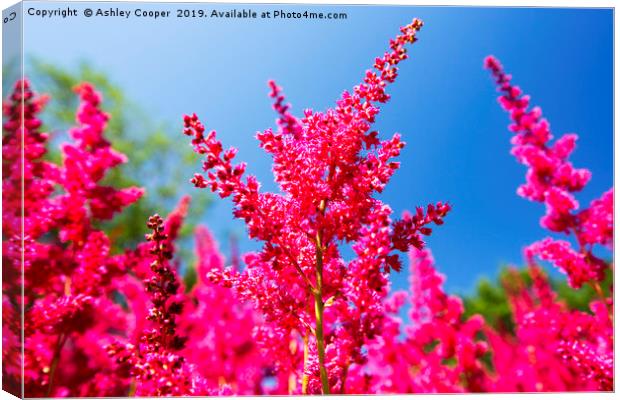 Astilbe  Canvas Print by Ashley Cooper