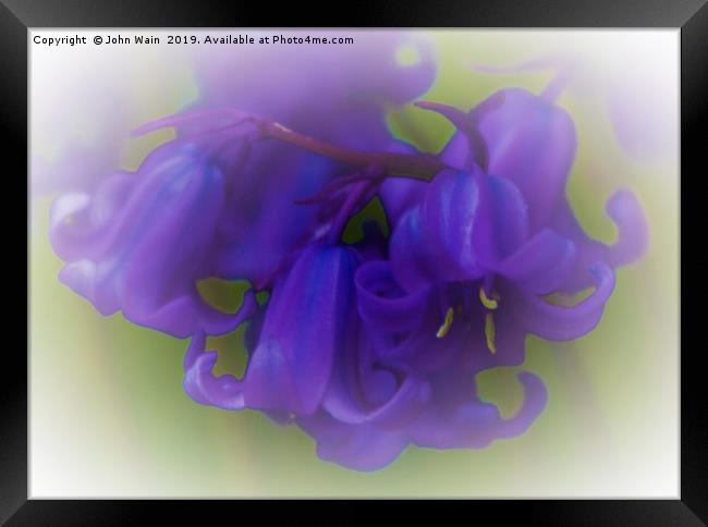 Bluebells (Digital Art) Framed Print by John Wain