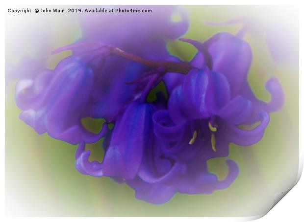 Bluebells (Digital Art) Print by John Wain