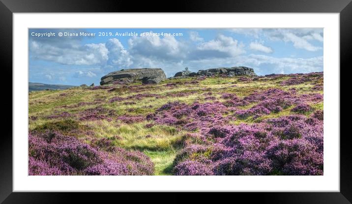 Ilkley Moor Heather Framed Mounted Print by Diana Mower