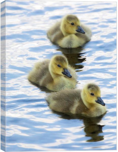 Goslings Canvas Print by Rory Trappe