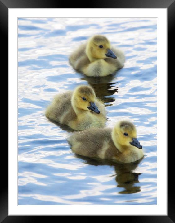 Goslings Framed Mounted Print by Rory Trappe