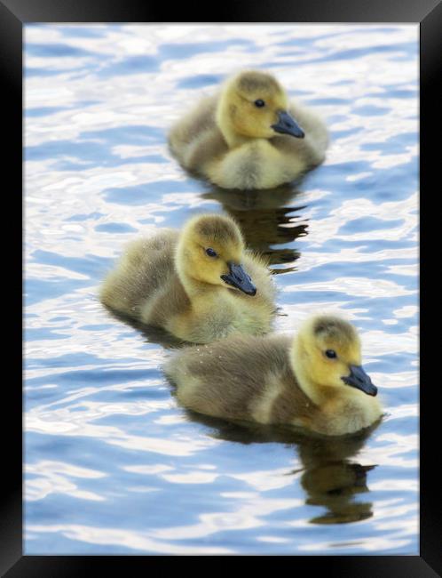 Goslings Framed Print by Rory Trappe
