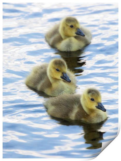 Goslings Print by Rory Trappe