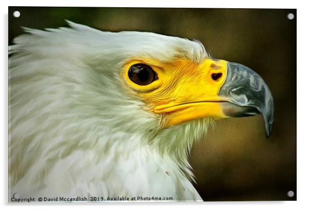 American Bald Eagle Acrylic by David Mccandlish