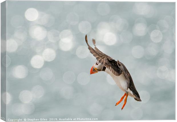 Puffin in freefall Canvas Print by Stephen Giles
