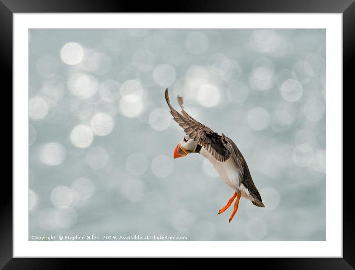 Puffin in freefall Framed Mounted Print by Stephen Giles