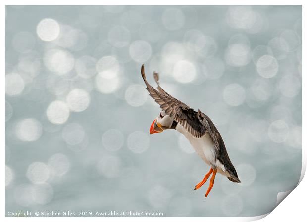 Puffin in freefall Print by Stephen Giles