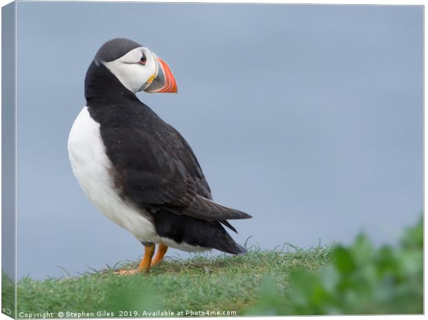 Puffin looking back Canvas Print by Stephen Giles