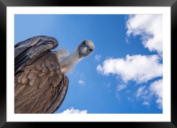 Griffon Vulture Framed Mounted Print by Arterra 