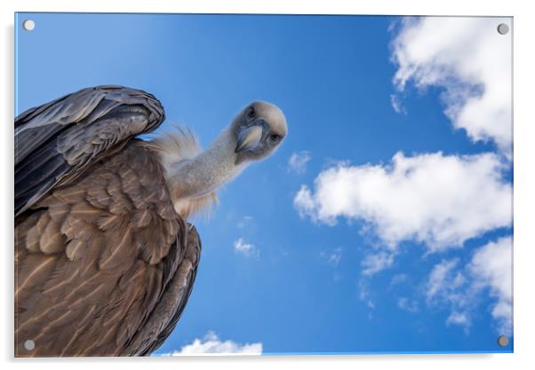 Griffon Vulture Acrylic by Arterra 