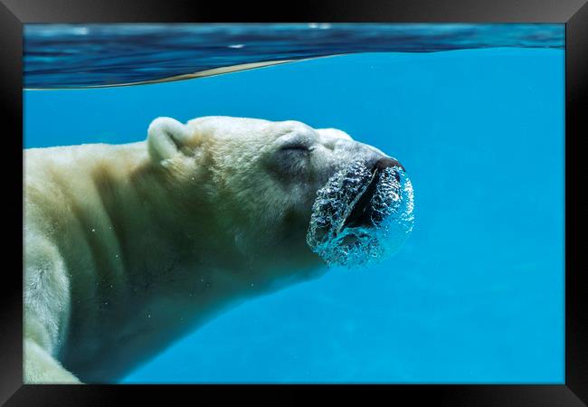 Polar Bear Diving Framed Print by Arterra 