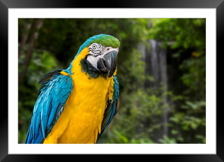Blue-and-Yellow Macaw Framed Mounted Print by Arterra 