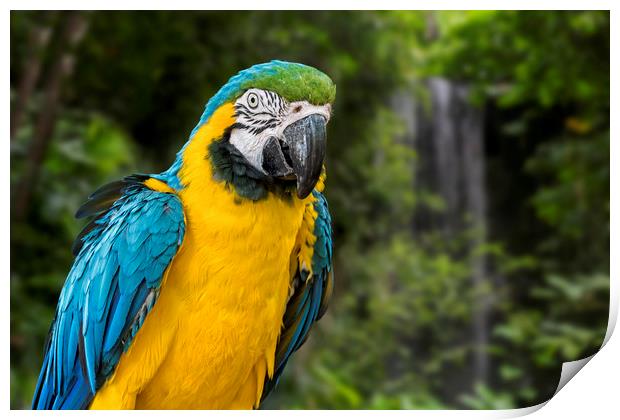 Blue-and-Yellow Macaw Print by Arterra 