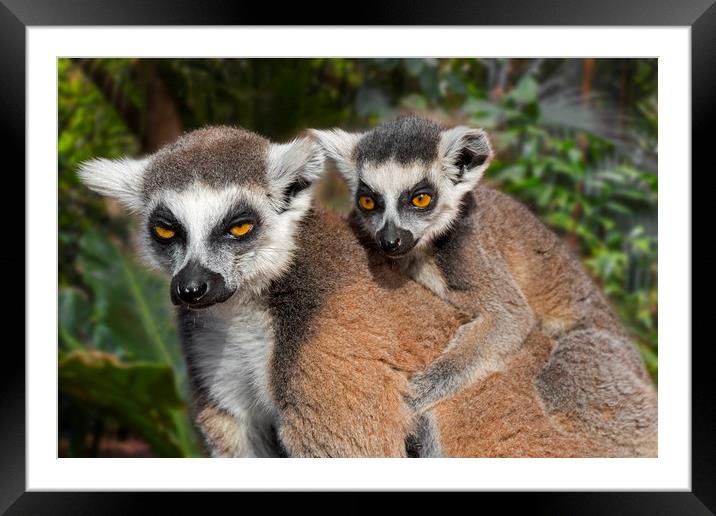 Ring-tailed Lemur with Baby Framed Mounted Print by Arterra 