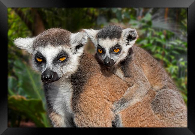 Ring-tailed Lemur with Baby Framed Print by Arterra 