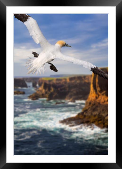 Northern Gannet at Eshaness Framed Mounted Print by Arterra 