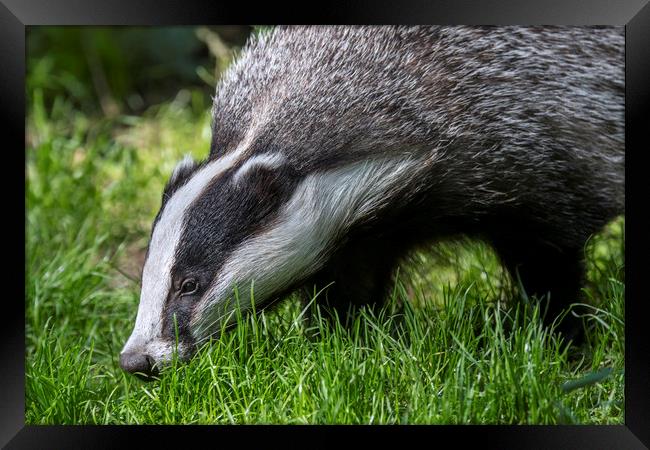 Foraging Badger Framed Print by Arterra 