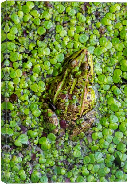 Green Frog Canvas Print by Arterra 