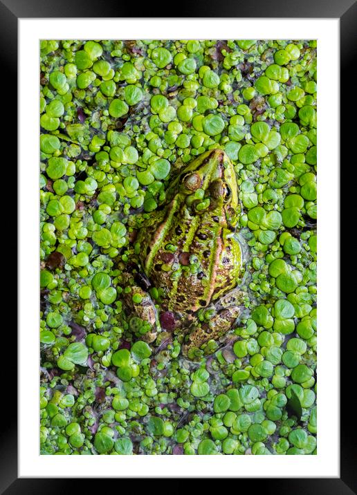 Green Frog Framed Mounted Print by Arterra 