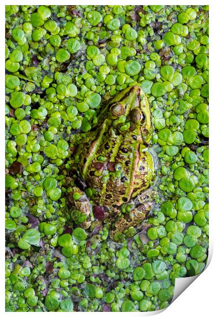 Green Frog Print by Arterra 