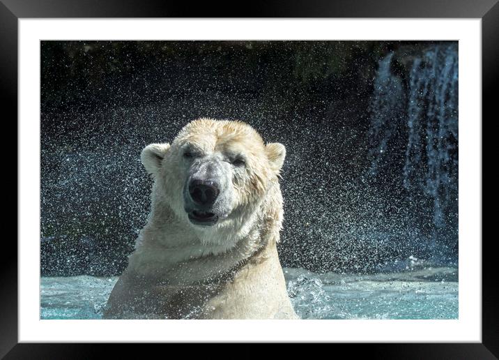 Polar Bear Shaking Head Framed Mounted Print by Arterra 