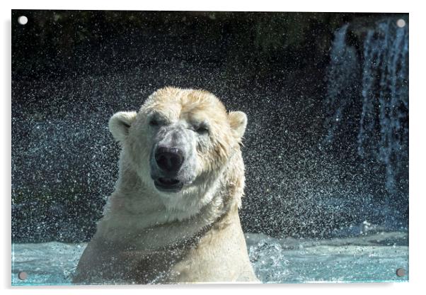 Polar Bear Shaking Head Acrylic by Arterra 